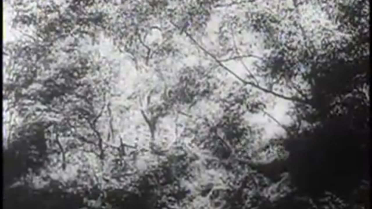 Japanese Routed from Buna Stronghold 1943