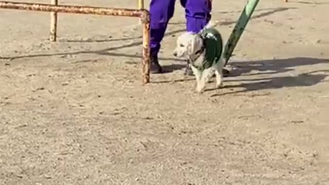 Avó com seu cachorro no balanço