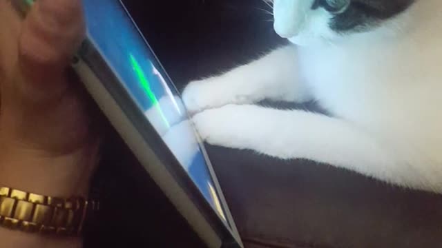 Cat following fishes on owners phone