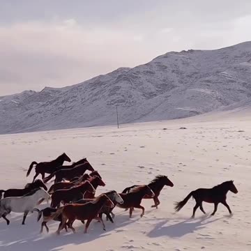 Many horses are running on the beautiful land.