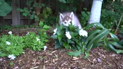 Attempting to bathe a litter of Husky puppies!