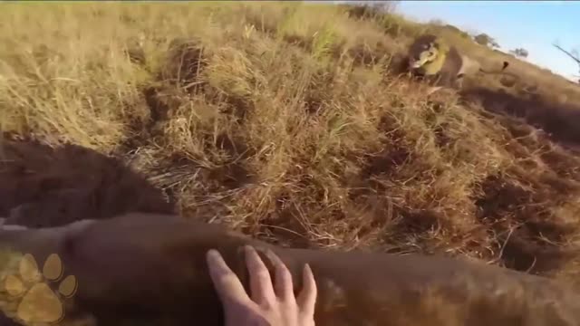 Animals, recognize their Owner even After 24 Years.