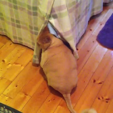 Fat Cat Shaved Like Poodle Hides Shame Under Bed