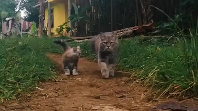 Ibu kucing lagi ngajak jalan jalan