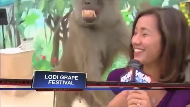 Reporters blooper funny and humorous animals