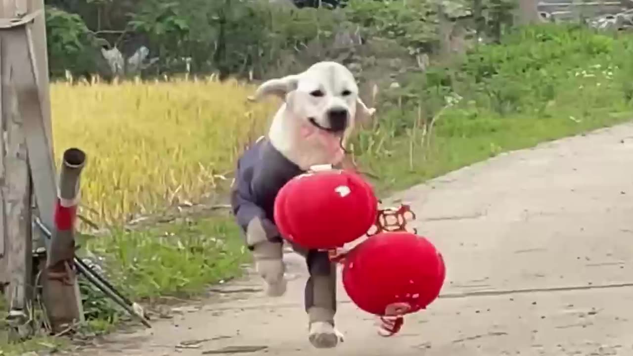 Dog funny animals cute dog 😍🤣