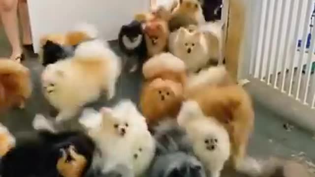 Aww So Cute Baby Pomeranian Dogs