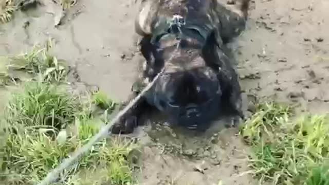 Brown pug on leash lies in mud