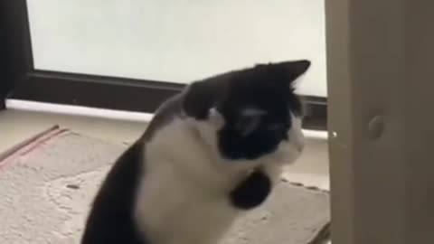 I am Practicing Boxing Meow😂😂😂Funny Cats and Dogs Animal Shorts compilation Try not to Laugh