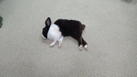 Waking a sleeping Bunny surrounded by carrots