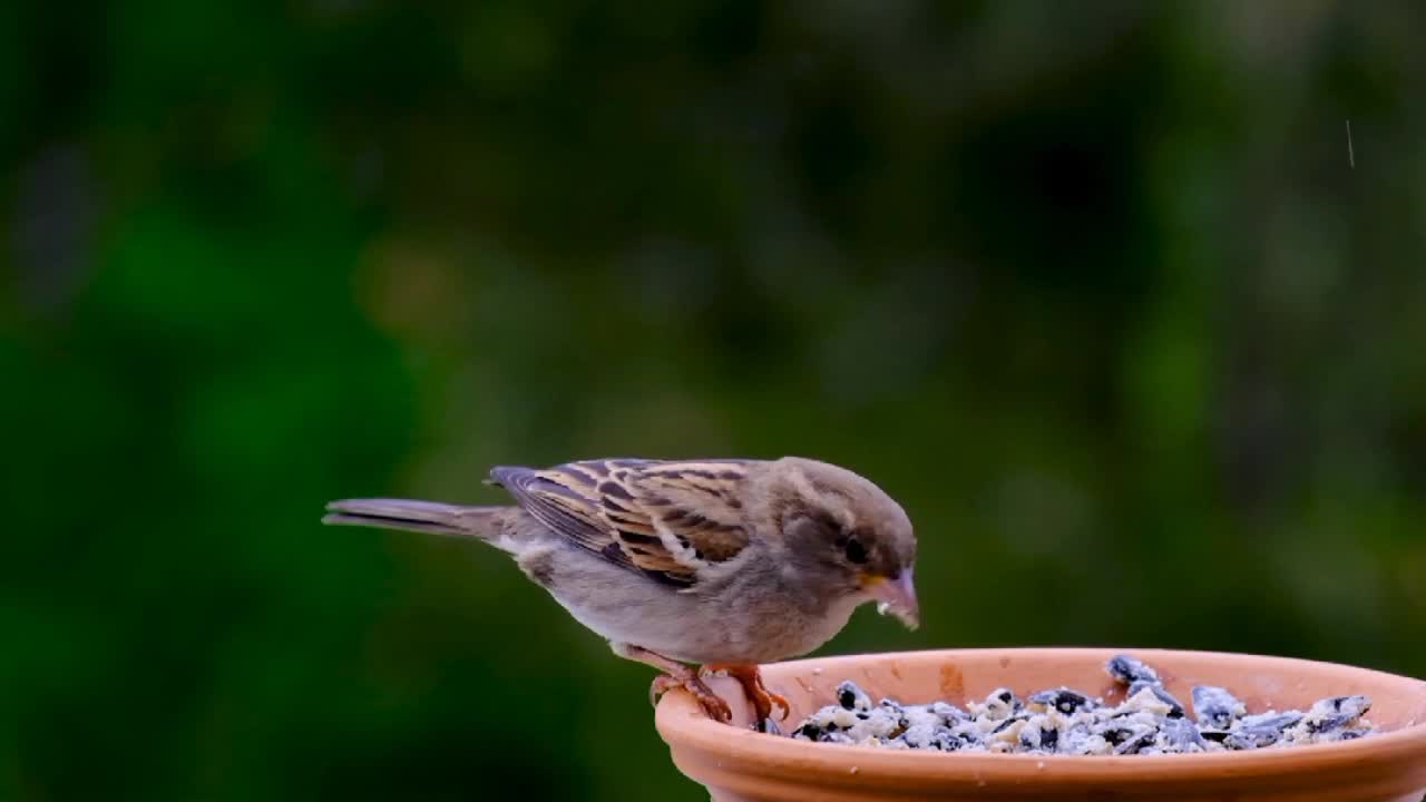 Tiny cute birds.