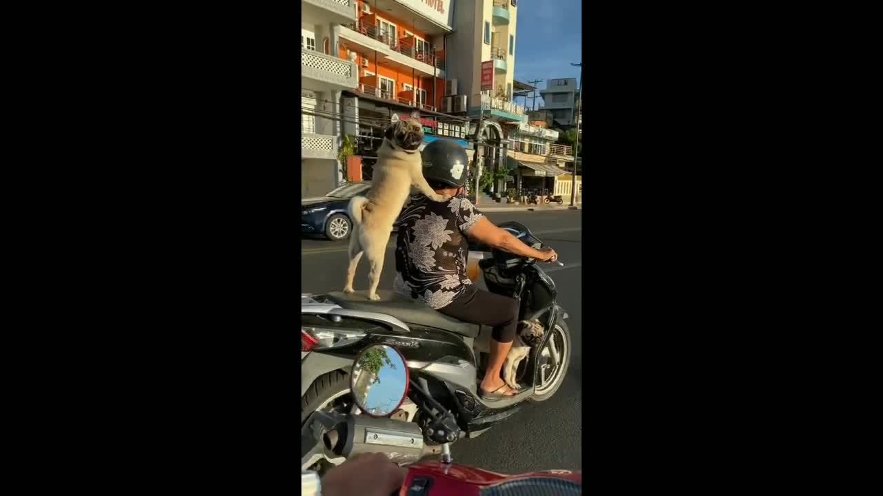 The dog in the car looks interesting and lovely