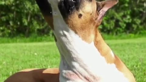 Dog Funny Training videos , Boxer dog drink water from a bottle