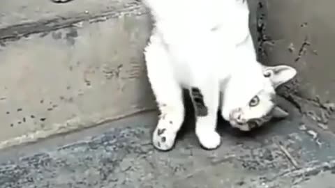🙏❤️🎉🎉🎉🎊🎊🎊️SWEET AND FUNNY ANIMALS SHOTS 🙏❤️❤️🎉🎉🎉🎊🎊🎊