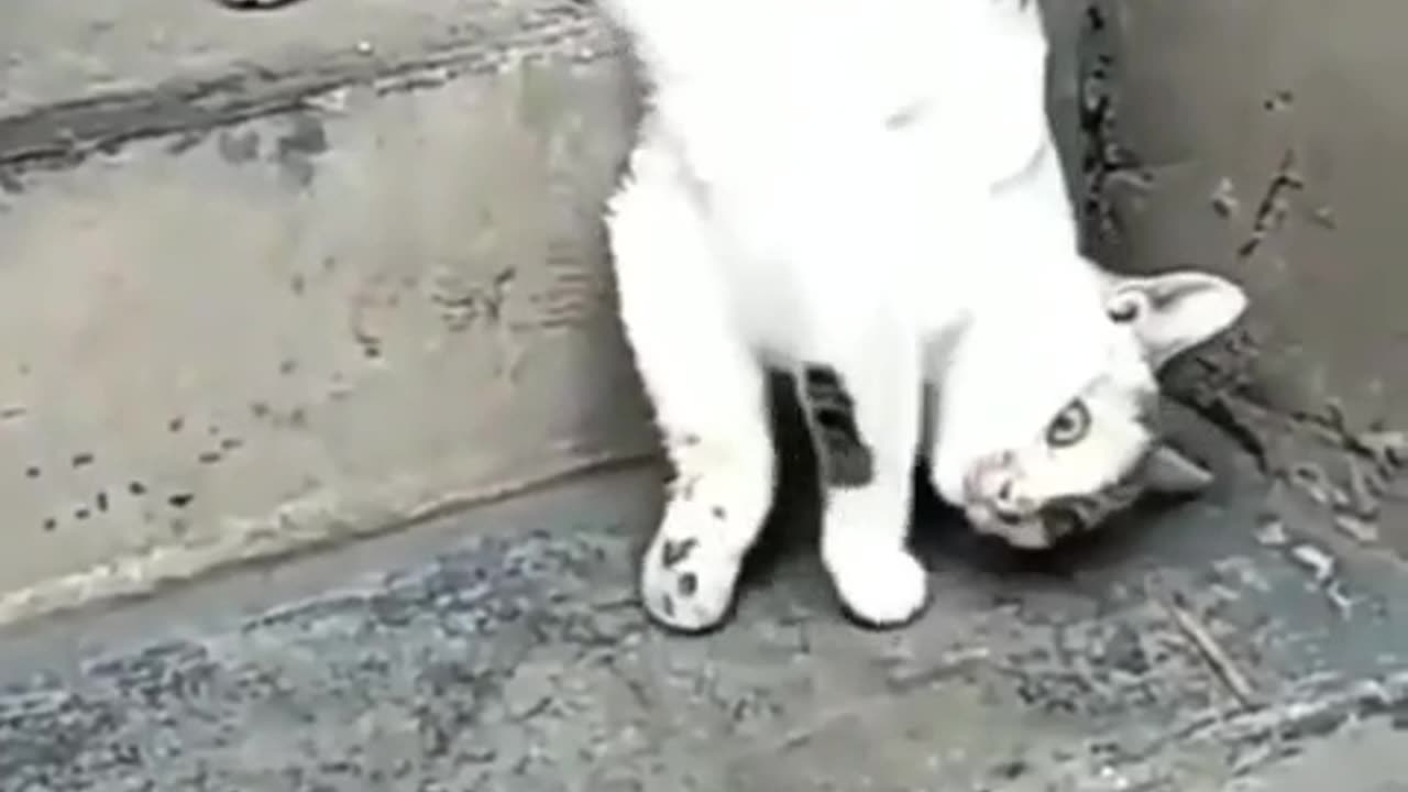 🙏❤️🎉🎉🎉🎊🎊🎊️SWEET AND FUNNY ANIMALS SHOTS 🙏❤️❤️🎉🎉🎉🎊🎊🎊