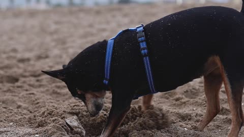 Dog is danger animal