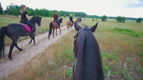 Chestnut horse follows to the group of riders on horseback riding on the field