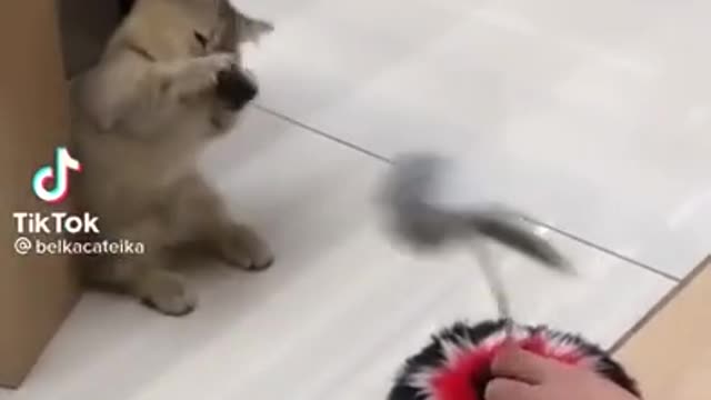 cats are amazing , fun 24/7