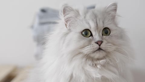 Beautiful Cat