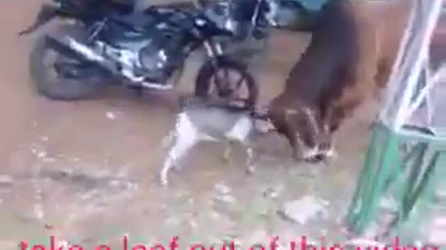 Funny fight between goat and bull