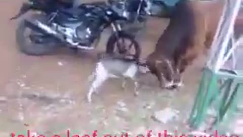 Funny fight between goat and bull