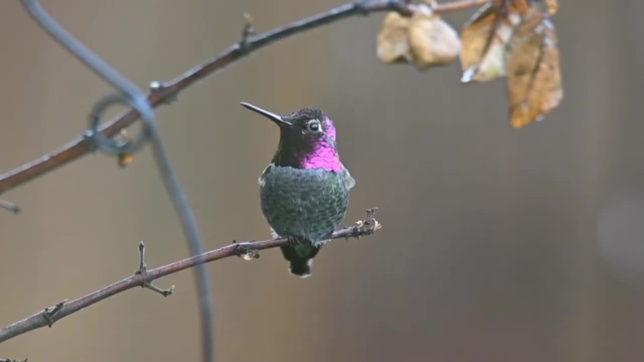 Animals Planet Documentary - Nature Birds Life