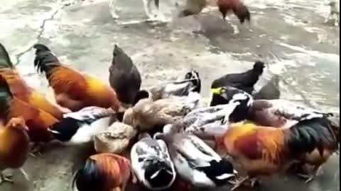 Chicken vs dog funny clip😂😁