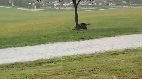 Out of an entirely empty field, they found the one tree