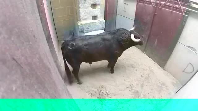 Dangerous bull ramming everything