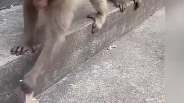 Monkey funny video