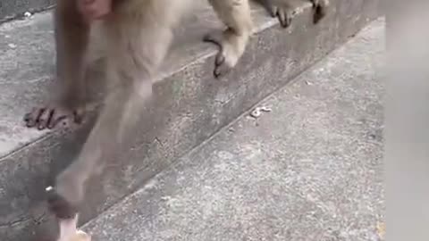 Monkey funny video