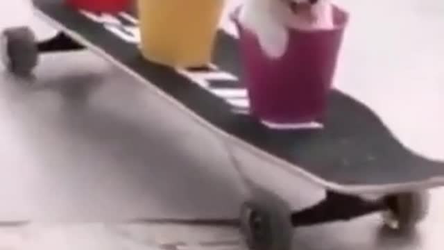 Cute and Funny Puppies