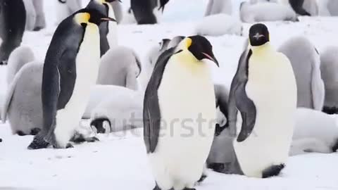 Emperor Penguins with chicks close up in Antarctica