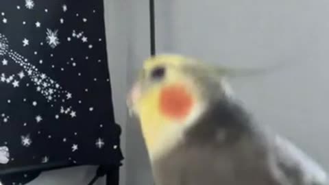 Bird singing hard hip hop beat