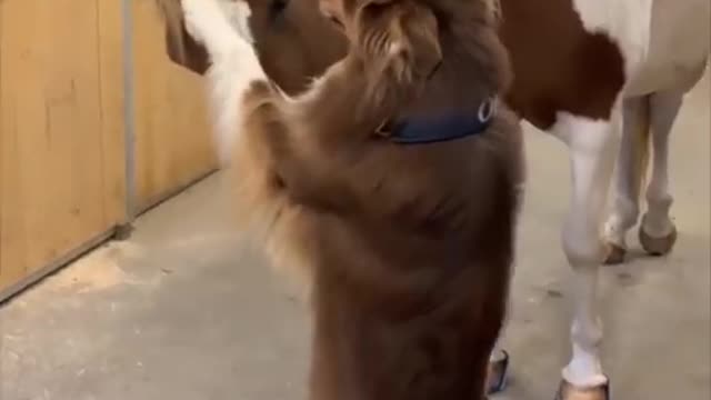 Funny Tik Tok for cats and dogs😂