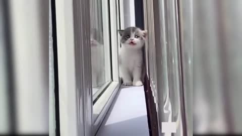 Smart and cute cats playing compilation