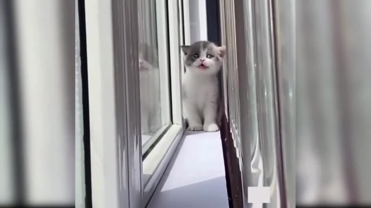 Smart and cute cats playing compilation