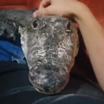 Would you have the courage to take a nap next to him? 😱😱😱