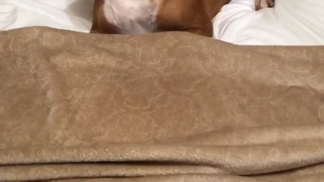 Boxer under cover