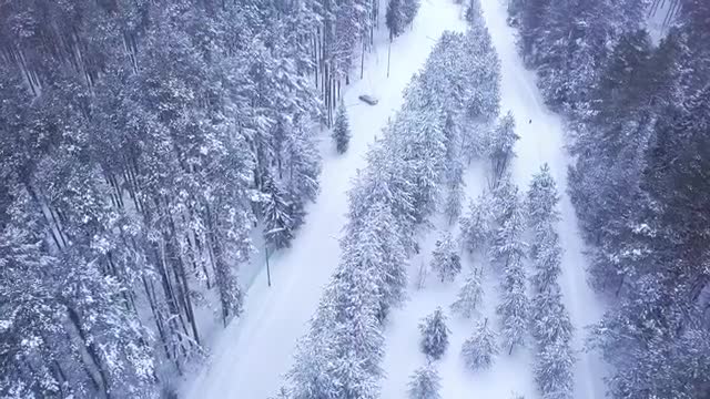 beautiful snow covered forest tracks