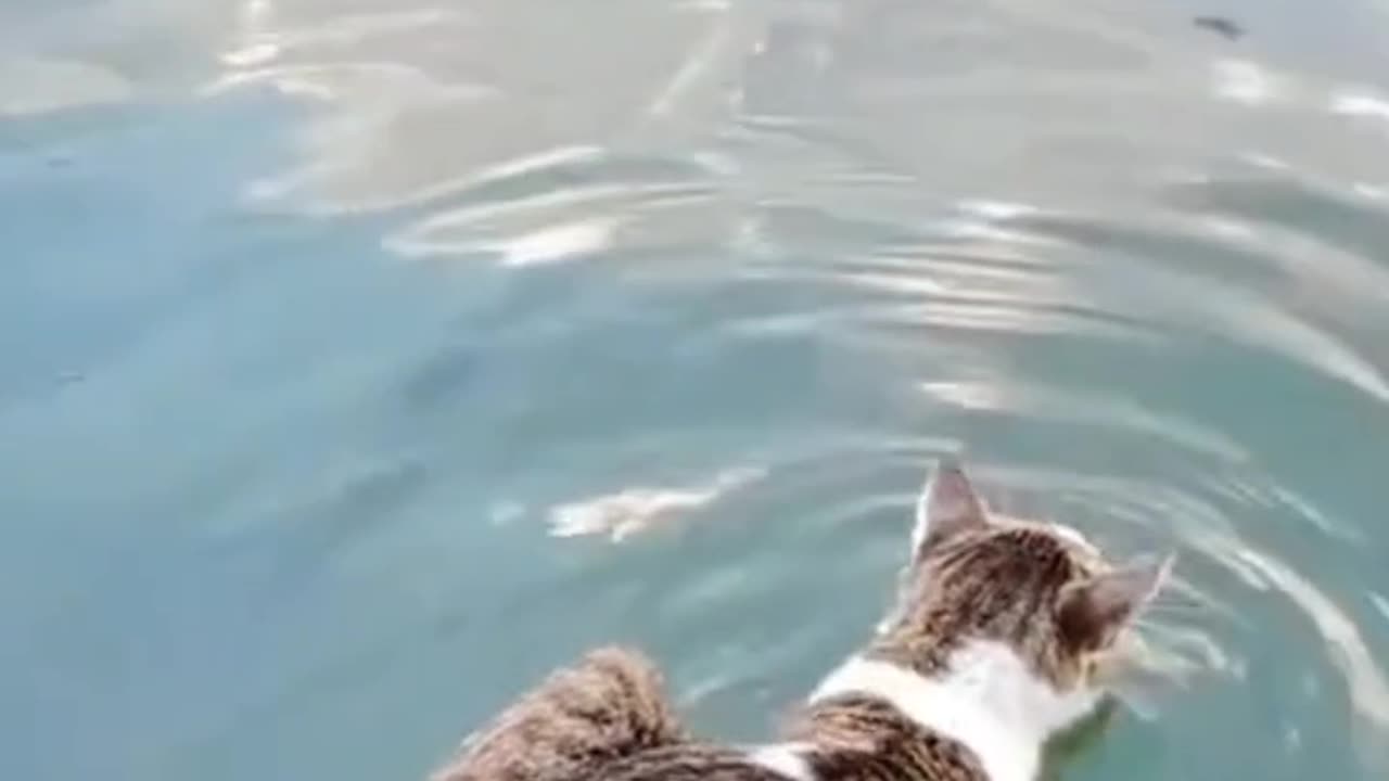 Cat swimming