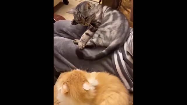 Best Funny Animals Video 2022 - Newest Cats😹 and Dogs🐶 Videos of the Week! #6