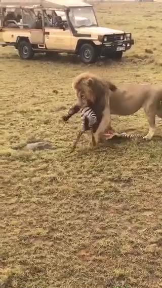 Lion Prey