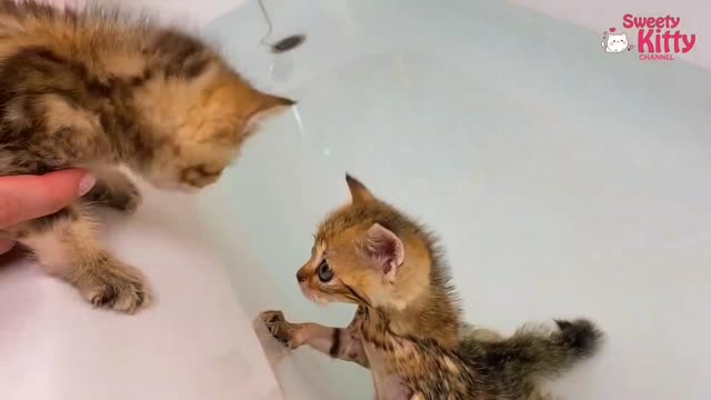 Kittens learn to swim in the bathroom for the first time