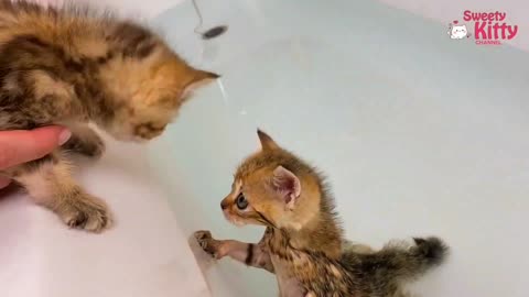 Kittens learn to swim in the bathroom for the first time