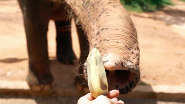 Feeding Banana To an Elephant at the Zoo