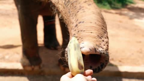 Feeding Banana To an Elephant at the Zoo