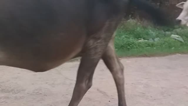 Cow amazing video | Indian cow | funny