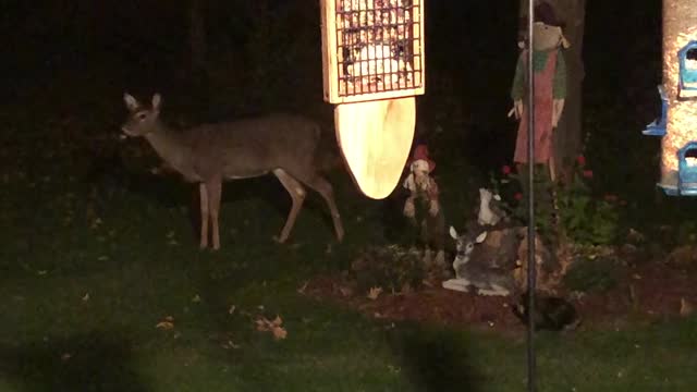 Doe and Cat Playing Hide and Seek