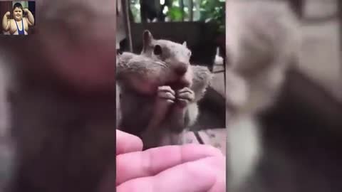 Cute and Funny Squirrels Compilation